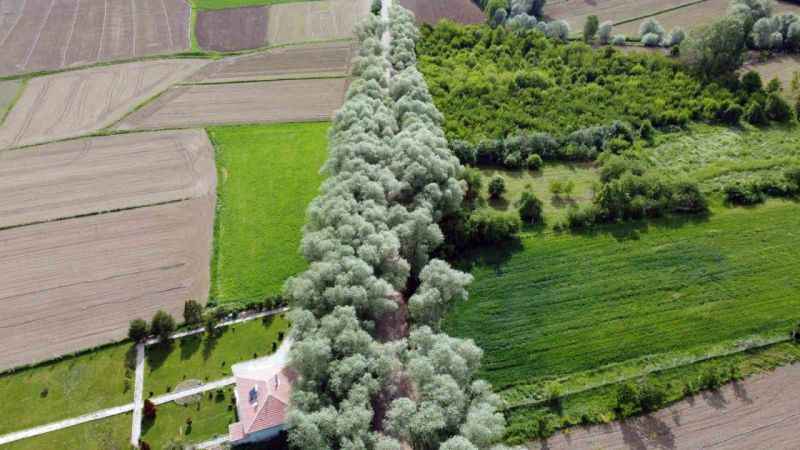 Yozgat’ın ağaç tünelli yolu görenleri hayran bırakıyor