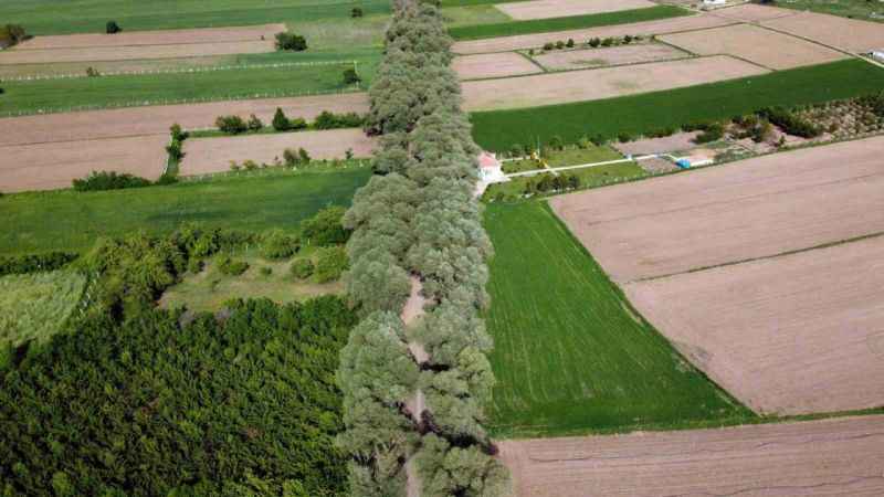 Yozgat’ın ağaç tünelli yolu görenleri hayran bırakıyor