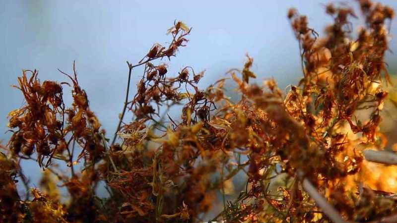 Doğal kök boya Sındırgı’da üretilecek