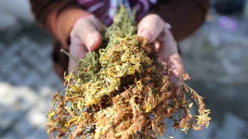 Doğal kök boya Sındırgı’da üretilecek