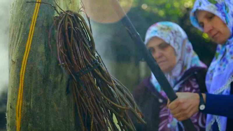 Doğal kök boya Sındırgı’da üretilecek