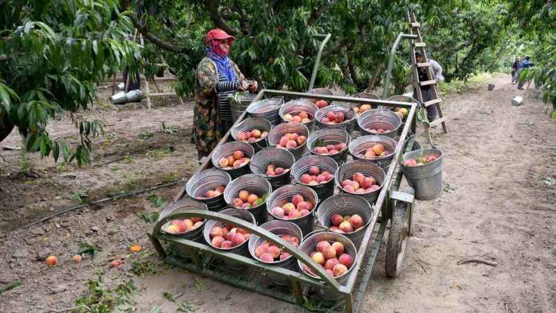 Kuşadası’nda ‘Rich May’ cinsi şeftalinin hasadına başlandı