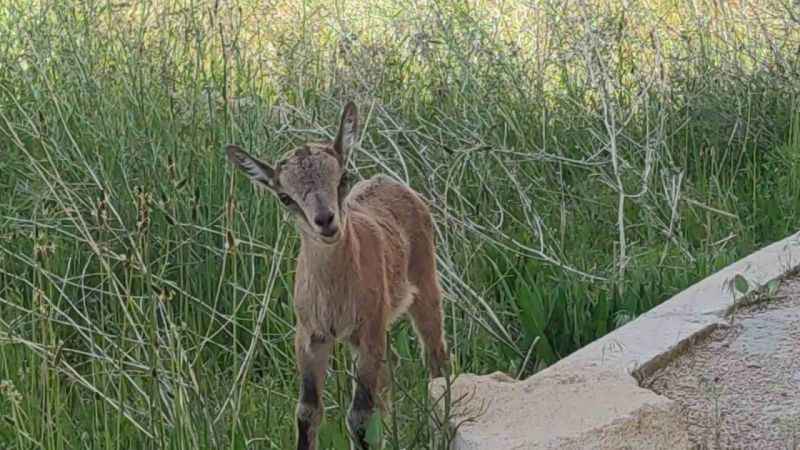 Yavru yaban keçisi süt anneyle hayata tutundu