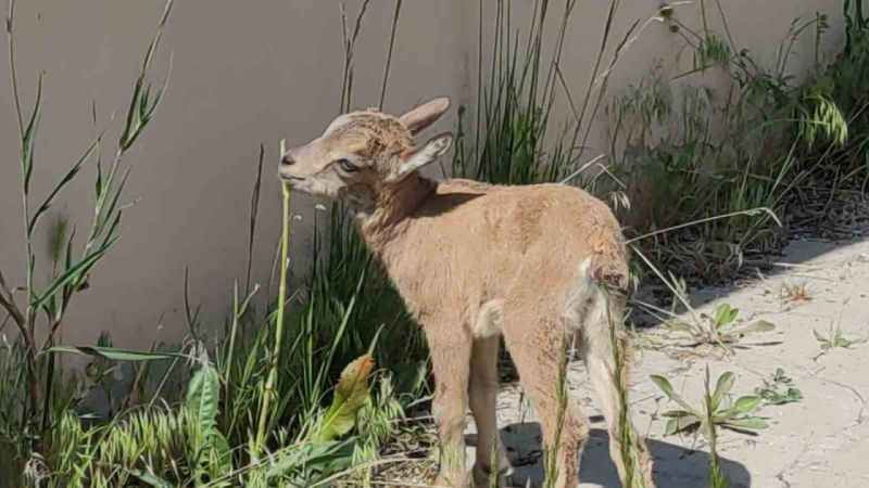 Yavru yaban keçisi süt anneyle hayata tutundu