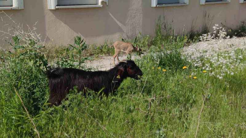 Yavru yaban keçisi süt anneyle hayata tutundu