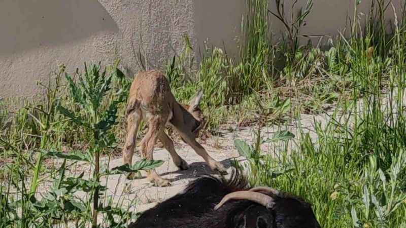 Yavru yaban keçisi süt anneyle hayata tutundu