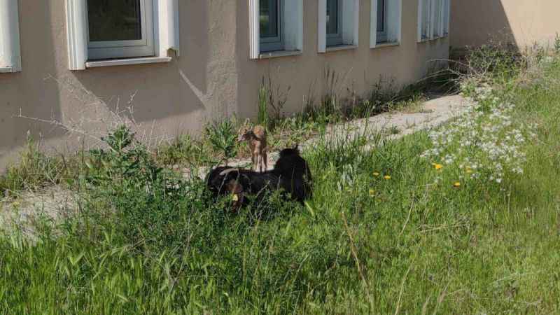Yavru yaban keçisi süt anneyle hayata tutundu