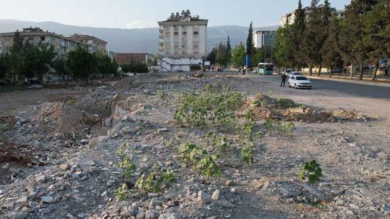Kuruyemiş dükkanının enkazında ayçiçekleri boy verdi