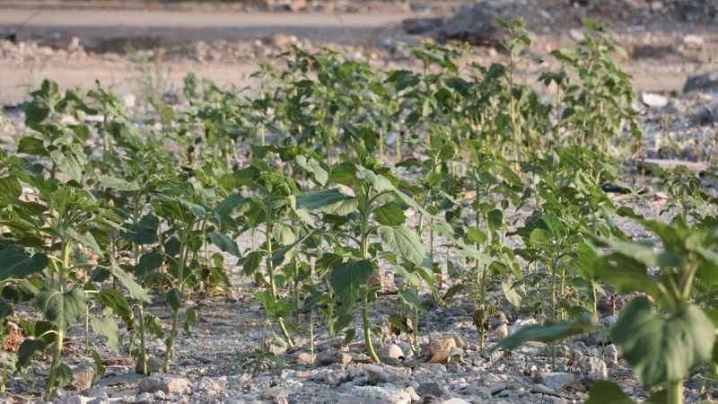 Kuruyemiş dükkanının enkazında ayçiçekleri boy verdi
