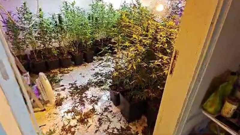 Evin bodrumuna uyuşturucu serası yaptılar