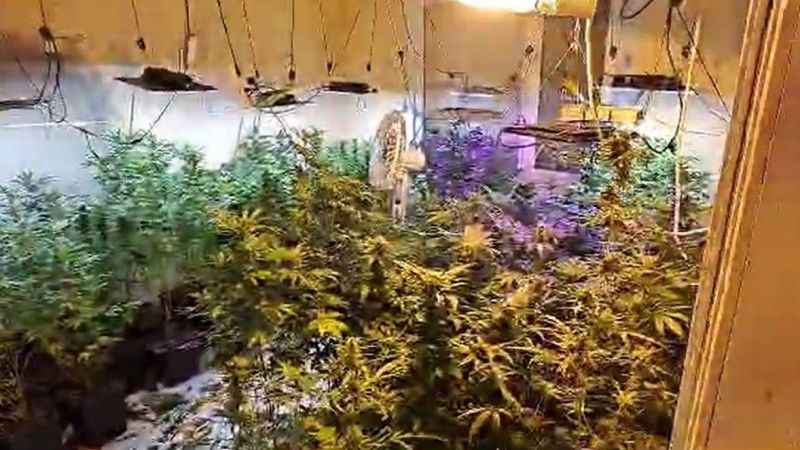 Evin bodrumuna uyuşturucu serası yaptılar