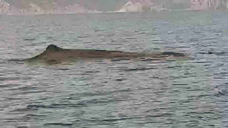 Marmaris açıklarındaki balina kameralara yansıdı