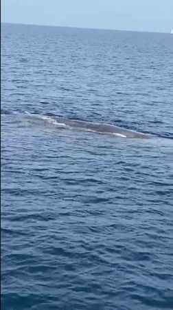 Marmaris açıklarındaki balina kameralara yansıdı