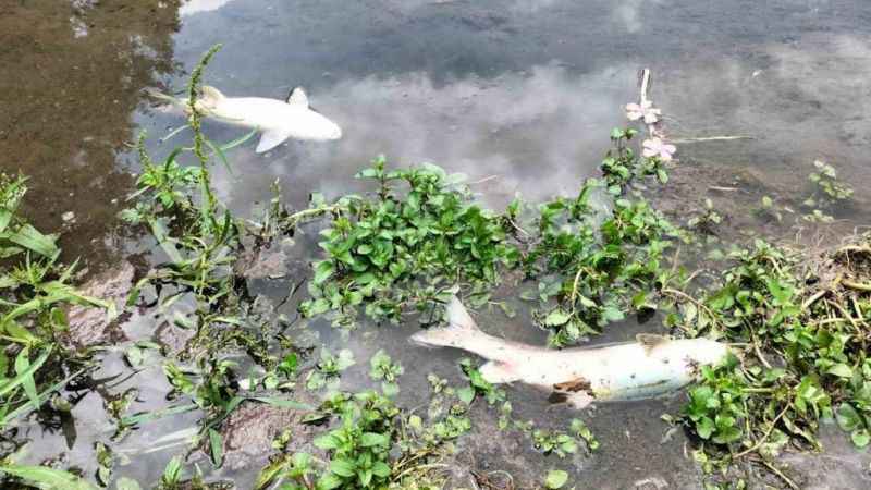 Osmaniye’deki Sabun Çayı’nda balık ölümleri