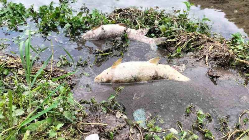 Osmaniye’deki Sabun Çayı’nda balık ölümleri