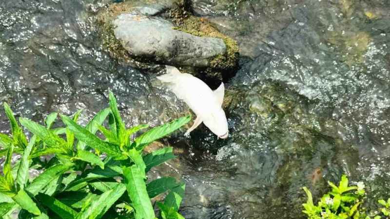 Osmaniye’deki Sabun Çayı’nda balık ölümleri