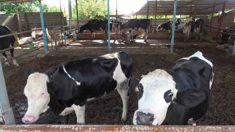 Hayvanları sele kapıldı, ağlayarak video çektiler