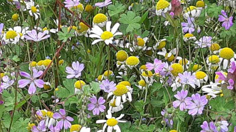 Abant Gölü Milli Parkı çiçek bahçesine döndü
