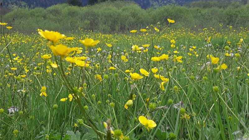 Abant Gölü Milli Parkı çiçek bahçesine döndü