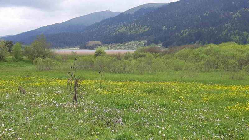 Abant Gölü Milli Parkı çiçek bahçesine döndü