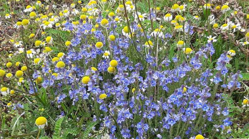 Abant Gölü Milli Parkı çiçek bahçesine döndü