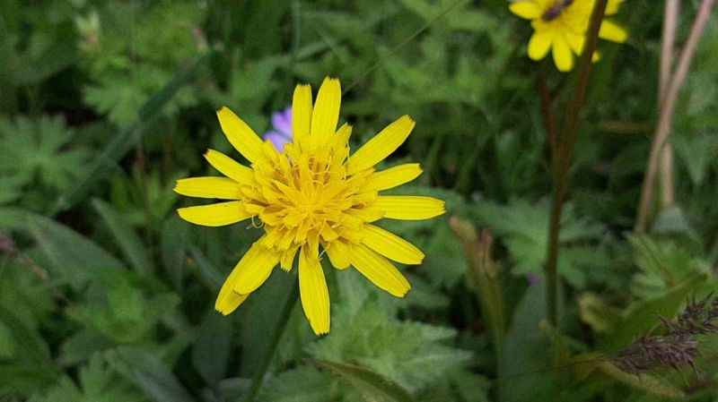 Abant Gölü Milli Parkı çiçek bahçesine döndü
