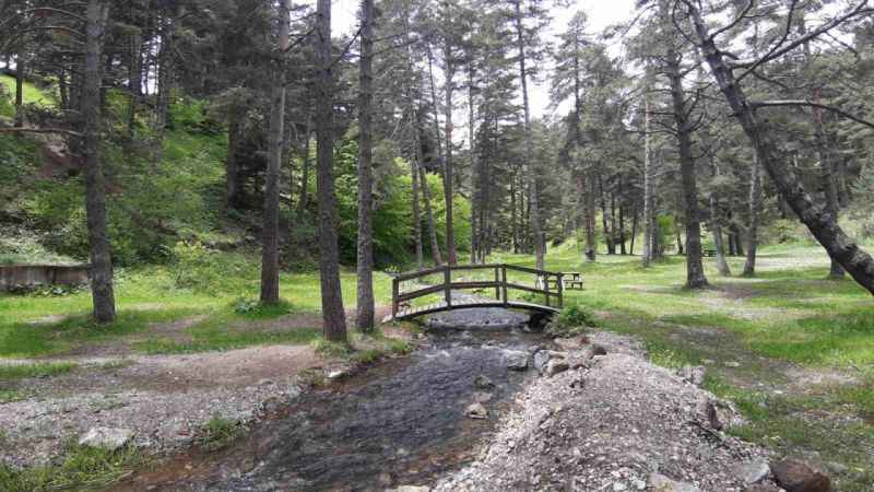 Abant Gölü Milli Parkı çiçek bahçesine döndü