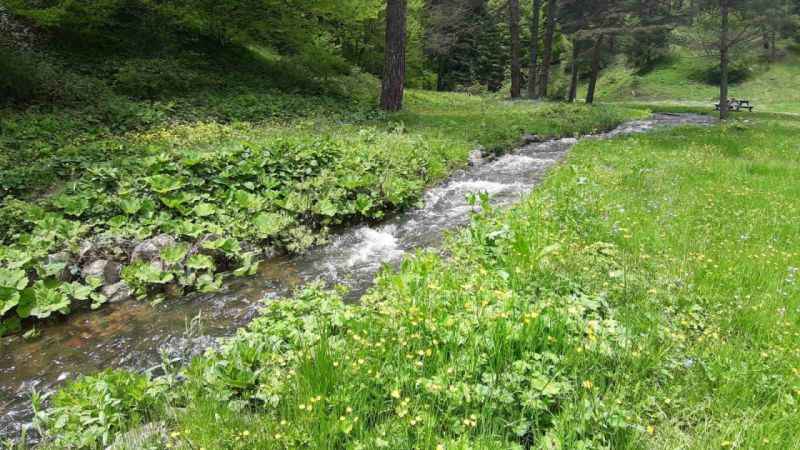 Abant Gölü Milli Parkı çiçek bahçesine döndü