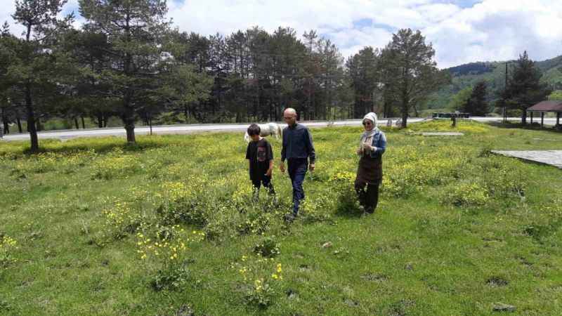 Abant Gölü Milli Parkı çiçek bahçesine döndü