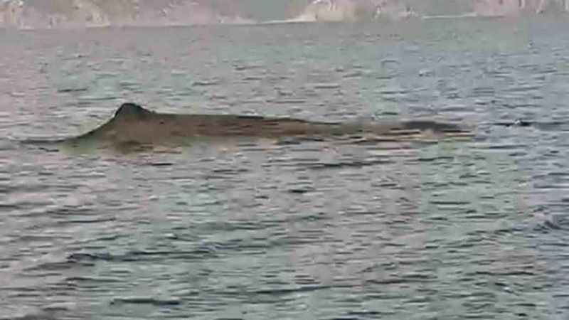 29 yıl sonra iç sularda tekrar görüldü!