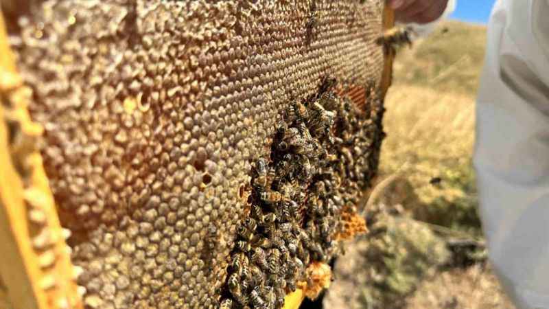 İklim değişikliği ve sıcaklık son 3 yılda bal rekoltesini yüzde 100 düşürdü