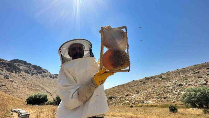 İklim değişikliği ve sıcaklık son 3 yılda bal rekoltesini yüzde 100 düşürdü
