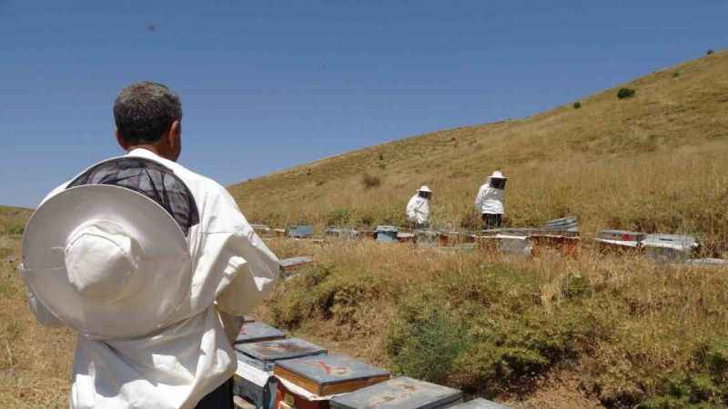 İklim değişikliği ve sıcaklık son 3 yılda bal rekoltesini yüzde 100 düşürdü