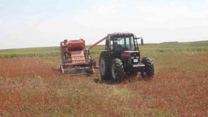 Büyük umutlarla ekimi yapılan karabuğday hasat edildi