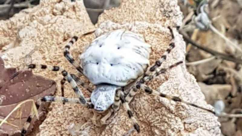 Dünyanın en zehirli örümceklerinden biri Malatya’da görüldü