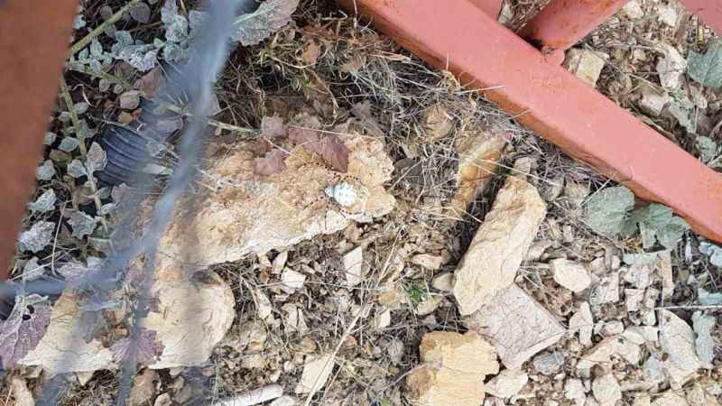 Dünyanın en zehirli örümceklerinden biri Malatya’da görüldü