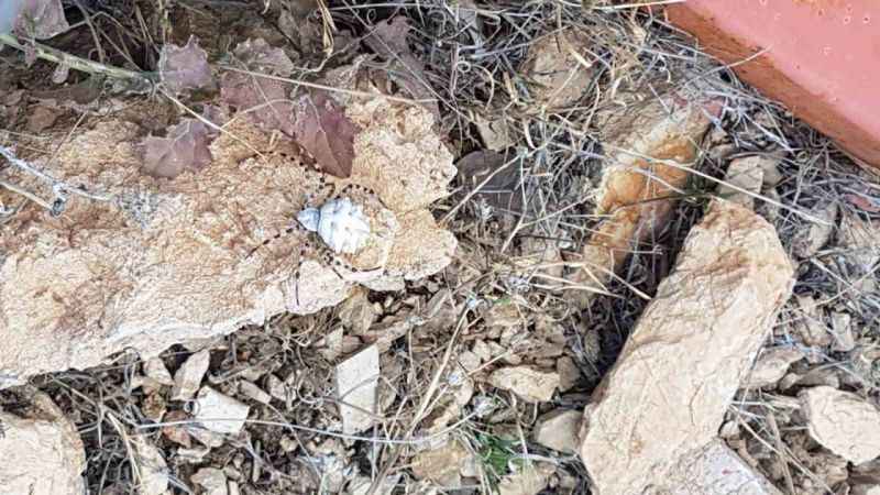 Dünyanın en zehirli örümceklerinden biri Malatya’da görüldü