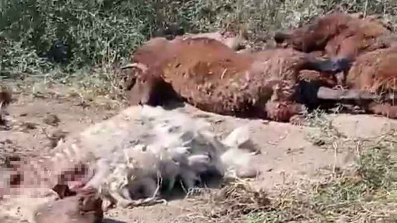 Iğdır’da yol kenarında küçükbaş hayvan ölüleri bulundu