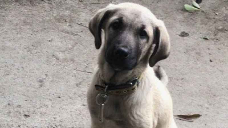 Araştırma görevlisinin Kangal köpekleri projesine 740 bin TL’lik destek