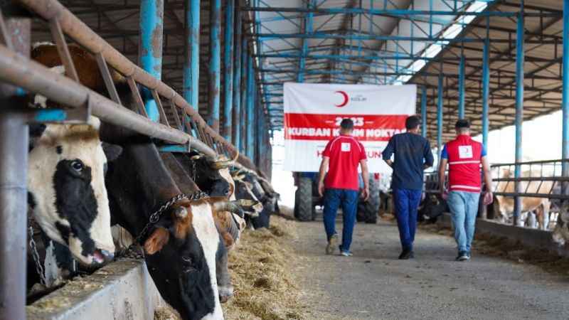 Türk kızılay kurban kesimlerini başlattı