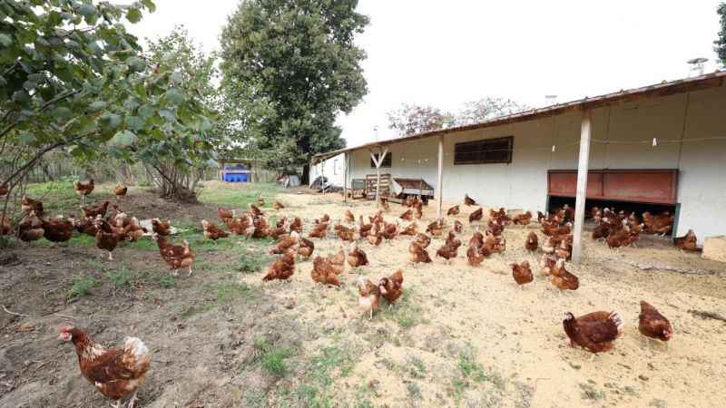 Ordu'da kafessiz yöntemle yıllık 35 milyon adet yumurta üretiliyor