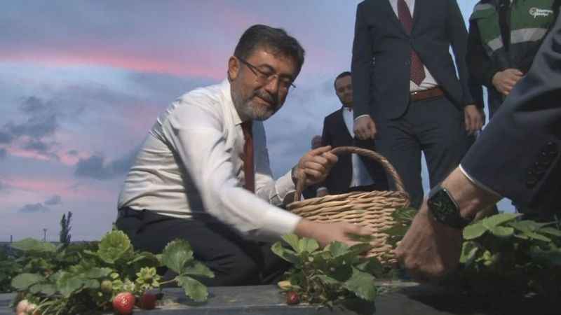 Tarım ve Orman Bakanı Yumaklı tarlada çilek hasat etti