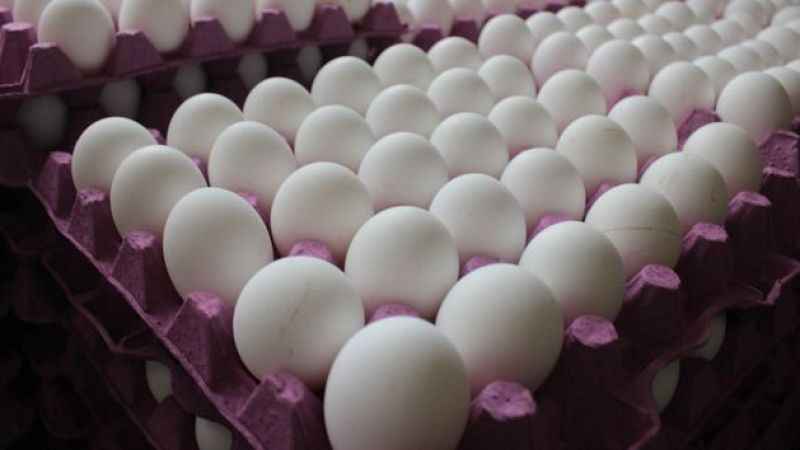 Tavuk yumurtası üretimi azaldı
