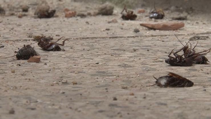 ‘Hamam böceği’ istilası: Gündüz ölü taklidi yapıyorlar gece evlere dadanıyorlar