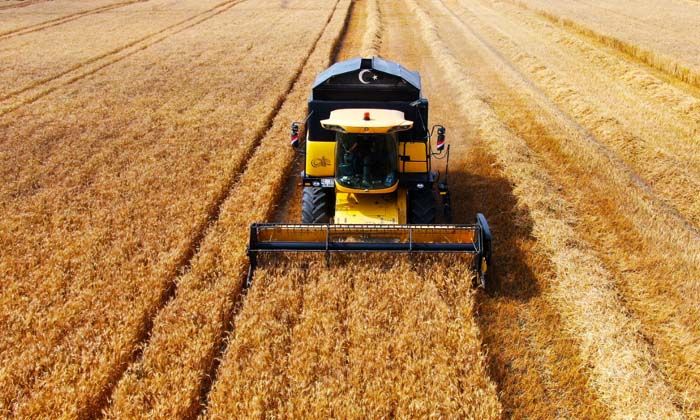 Ukrayna-Rusya savaşıyla önemi artan buğdayın Adana’da hasadı başladı