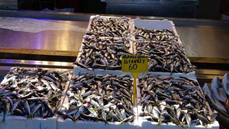 Hamsi artık kayıplarda