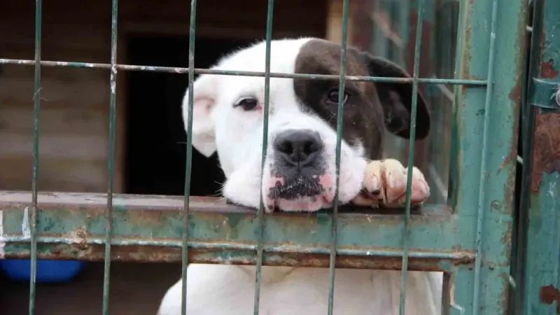 İstanbul Valiliği sahipsiz sokak hayvanlarının toplatılacağını duyurdu