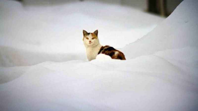 Hakkari'de eğitime 1 gün ara verildi