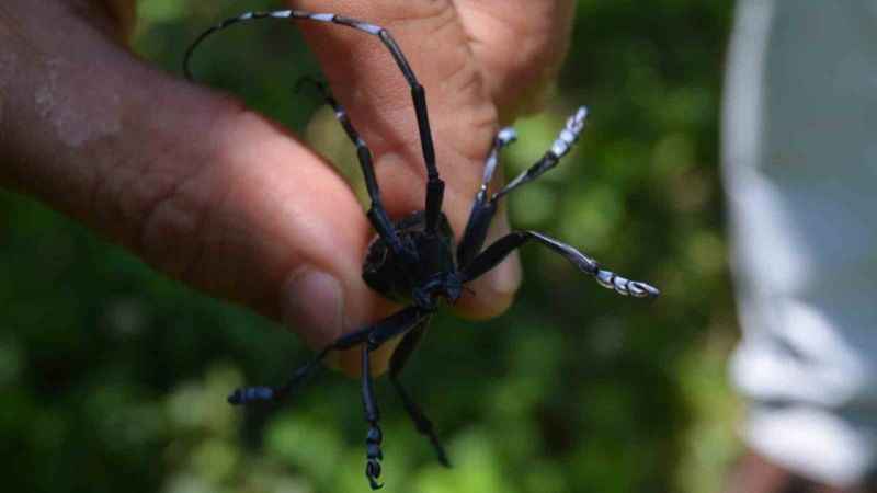 Drakula’nın verdiği zarardan ötürü 4 bin hektardan fazla alanda fındık sökümü yapıldı