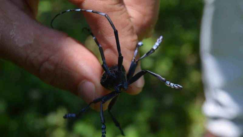Drakula’nın verdiği zarardan ötürü 4 bin hektardan fazla alanda fındık sökümü yapıldı